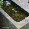 レンズ名：Industar 61 L/Z 50mm F2.8