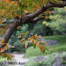 レンズ名：Industar 61 L/Z 50mm F2.8