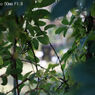レンズ名：MIRANDA Auto 50mm F1.8