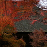 石山寺　本堂　屋根の紅葉