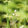 レンズ名：Jupiter3 50mm F1.5