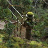 修善寺１０