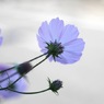 君待てどもまだ来ぬ宵：写真句