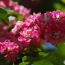 山査子の紅花