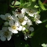 山査子の白花