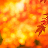 ラスト紅葉 V