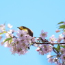 桜にメジロ(冬) ３