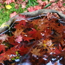 石山寺　水盤の秋