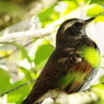 野鳥を探して　ツグミ　？