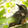 野鳥を探して　ツグミ　？　Ⅱ