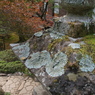 修善寺１１