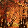 なごり紅葉