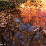 Canon SE 45mm F1.9