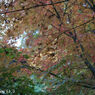 Canon SE 45mm F1.9