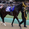 ｻｳﾝｽﾞｵﾌﾞｱｰｽ(第36回ｼﾞｬﾊﾟﾝｶｯﾌﾟ(GⅠ)出走馬)