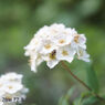 Industar69 28mm F2.8