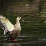 野鳥を探して　カモ