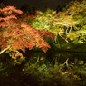 高台寺の紅葉