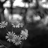 PO4-1M 35mm F2