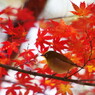 野鳥を探して　メジロ