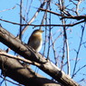 野鳥を探して　？？？
