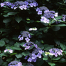額紫陽花