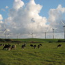 牛と風車