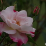 花霞