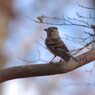 野鳥を探して　アトリ？