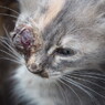 酷い運命(眼球突出)～トルコ Cat with Bulging Eye