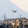 コウノトリ④