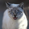 猫24