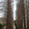 お散歩ハト
