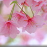 河津桜