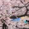 桜と信号