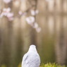 お花見するカモメ