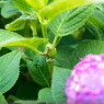 アマガエルと紫陽花