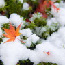 雪と紅葉