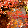 鶴岡八幡宮(2)