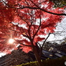 長谷寺(3)