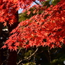 長谷寺(6)
