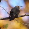 野鳥を探して　ヒヨドリ