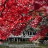 紅葉日和