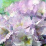 夢の花
