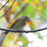 ルリビタキ（♀型）