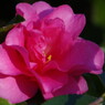 冬を探して　山茶花
