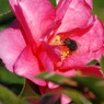冬を探して　山茶花　Ⅱ