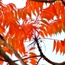 ハゼの紅葉①