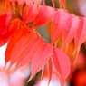 ハゼの紅葉②