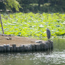 ueno014
